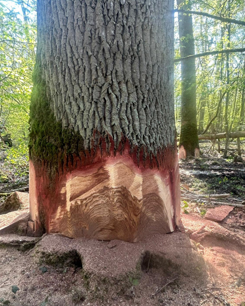 Vente de bois de chauffage à Auxerre 